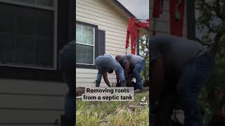 Removing roots from a Septic Tank