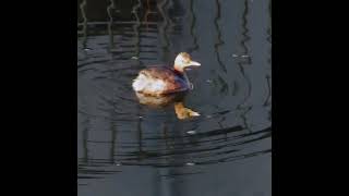 カイツブリ狛江地区ショート 2025 02 07 #カイツブリ #野鳥 #birds #wildlife #nature #自然観察ぶらり散歩