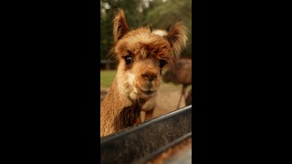 Feeding Alpacas