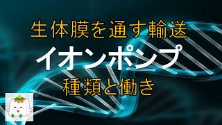 生体膜を通して働くイオンポンプの種類と機能【生物化学】