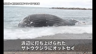 【新潟県】海洋生物に起こっているストランディングって何？ | ソーシャルイノベーションニュース