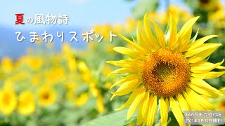 夏の風物詩「ひまわりスポット」を紹介します