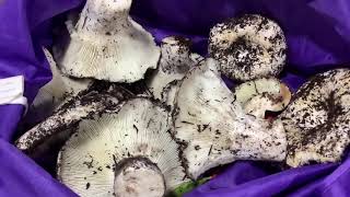 ยามเห็ดครกโพนเก่าหมานๆ|Picking Russula delica mushroom|เก็บเห็ดตอนเย็น #เก็บเห็ดกินได้ในอเมริกา2020