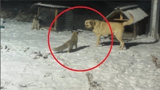 Brave Fox Confronts a Kangal!!!