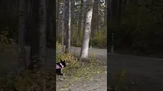 Squirrel Encounter while Bikejoring