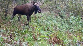 Põder (Alces alces) otsib vist kaaslast...