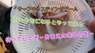 えむでテレビジョン268　サーフキャスティングゲーム　5月も中旬になるとやって来る　待っていたぞ～おまえの来るのを～　＃シロギス　＃投げ釣り