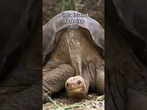 What animals went extinct last year?