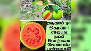 Taiwan pink guava/తైవాన్ పింక్ జామ /தைவான் இளஞ்சிவப்பு கொய்யா / Harvest in 5 months