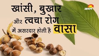 Best Health Benefits of Malabar Nut (Vasaka): अडूसा वासा का उपयोग