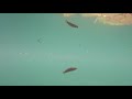 【水中映像】　尾鷲天満浦　漁港の中を見てみようvol.2　この黒い魚は… 　クラゲにも出会えたよ♪〜三重県尾鷲市〜