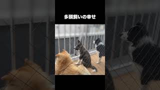 多頭飼いが幸せを感じる光景【チャウチャウ】【秋田犬】【ボーダーコリー】【多頭飼い】＃Shorts