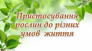 Пристосування рослин до різних умов життя  #ЯДС​​ #природа