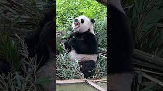 萌二吃竹叶粘牙了😂 #panda #大熊猫