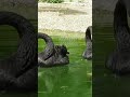 khoobsurat ducks enjoying cool water