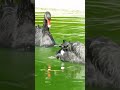 khoobsurat ducks enjoying cool water