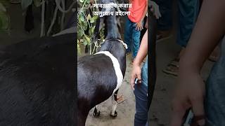 ৪৫,০০০ টাকা দামের ছাগল। গাবতলীর হাটে।#trending #shorts #shortvideo #shortvideoviral #youtubeshorts