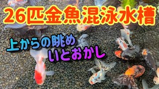 【26匹金魚混泳水槽】上からの眺めも「いとおかし」