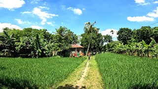 শরৎকালে অপরূপ সুন্দর গ্রাম বাংলার নয়নাভিরাম প্রাকৃতিক সৌন্দর্য। Bangladesh Village Beautiful Scenery