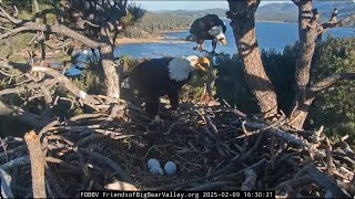 @FOBBVCAM What worried Jackie and Shadow, the interruption of egg incubation for 1,5 hours