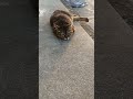 片足を残して溶けてる地域猫ばあちゃん cat