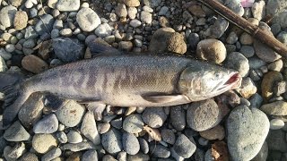 【鮭釣り】北海道の有名な鮭釣りスポット「古平川河口プール」【Salmon fishing】Famous salmon fishing spot of Hokkaido「Furubiragawa」