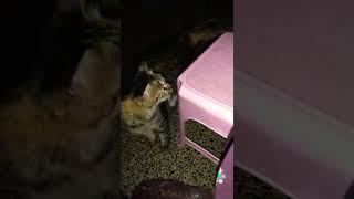 #shorts #catsdesireeandalba Scratches the Couch - What to do When It Starts Scratching