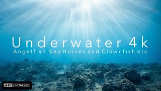 Underwater 4k (Ultra HD)⎜Part 3⎜Relaxing Music⎜Aquarium: Angelfish, Sea Horses and Clownfish etc. 4k