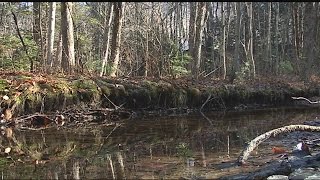 Broad Brook in Easthampton is just about completely dry