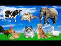 Cute little Animals 2024 Dog, Cat, Chicken, Elephant, Cow, Tortoise, Horse, Pig, Hen Animal Sound