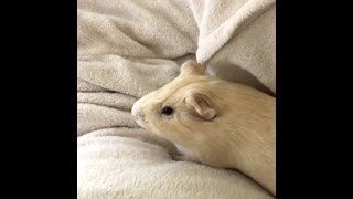 おふとんが楽しくてしょうがないモルモット❗️🐹🌟3歳 #Shorts #guineapig #天竺鼠