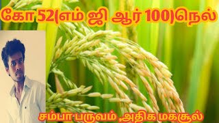 கோ 52 நெல் (எம் ஜி ஆர் 100 ) நெல் |சம்பா பருவ நெல் |Tamil |Life is line |