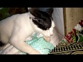 Cute Cat Clip | Cat Video For Fun | A Pet Cat