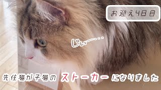 微妙な距離感の先住猫と新入り子猫【お迎え4日目】