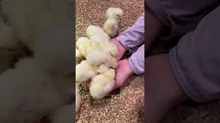 chick, chick, chick🐥 （ひよこ、ひよこ、ひよこ） #shorts #chick #pettingzoo #chicken