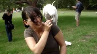 EXOTIC BIRDS — PT. 1 Cockatoos @ Sydney Botanic Gardens