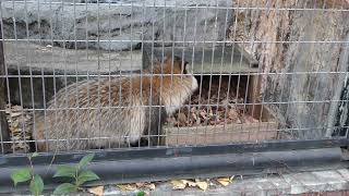 ホトの巣箱が気になる新入りタヌキ／野毛山動物園