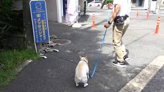 19/9/25　お散歩の時間　犬の幼稚園　FREEWAN