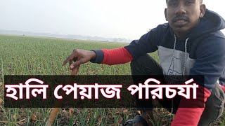 হালি পেয়াজ পরিচর্যা