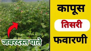 कापूस तिसरी फवारणी कोणती करावी | kapus tisri favarni | कापूस पाते वाढवण्यासाठी फवारणी