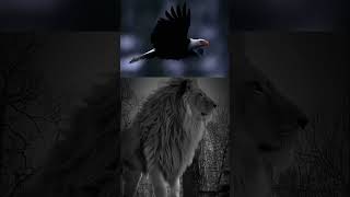 The Wild Eyes  - Tiger Lion Eagle  #shorts #wild #eagle #tiger