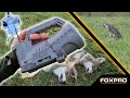 Hammerin' Coyotes With The FOXPRO Hellcat