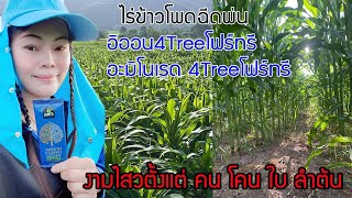 ไร่ข้าวโพดฉีดพ่นอิออน4Treeโฟร์ทรี อะมิโนเรด4Treeโฟร์ทรี | 4Treeโฟร์ทรีเพื่อนเกษตรยุคใหม่