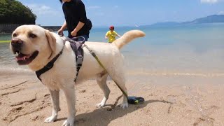 ハッピー　海だよ～♪　海デビューしたラブラドールレトリバー