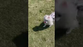 ドッグランで飼い主を見つけて、駆け寄ってくる🐶🐾ポメラニアンのララちゃん🐶