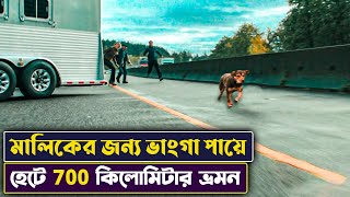 🐕 কুকুরের ৭০০ কিলোমিটার দুঃসাহসিক যাত্রা 😱😱 | A Dog's Way Home Movie Explained in Bangla | Cinemon