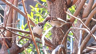 すっかり大人になったひよっこたち！The chicks are all grown up! ひよっこちゅんちゅん