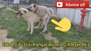 Kangal Kopekleri Ciftlesmesi Video Klip Mp4 Mp3