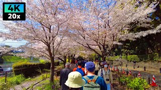 4K 桜の花びらが舞う千鳥ヶ淵を花見散歩 | Chidorigafuchi | 2023年3月 | 東京倍速散歩