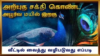 அற்புத சக்தி கொண்ட மயில் இறகு I Spiritual Powers of peacock feather #peacockfeathers #மயில் #astro